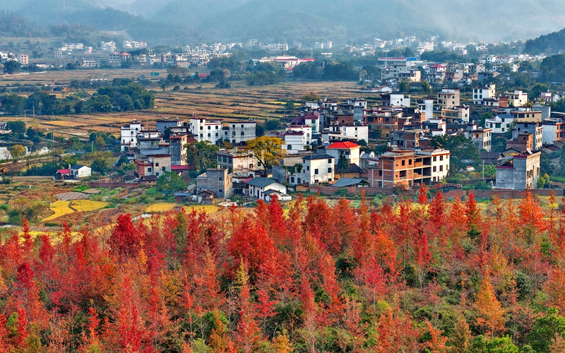 江西南康：鄉村冬景宜人